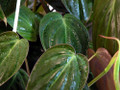 Rare Velvet Leaf Bronze Micans Vine - Philodendron - 6" Hanging Basket