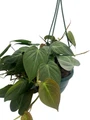 Rare Velvet Leaf Bronze Micans Vine - Philodendron - 6" Hanging Basket