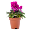 Magenta Persian Violet - Cyclamen - House Plant - 2.5" Pot