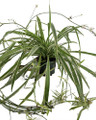 Reverse Variegated Spider Plant - Cleans the Air - 4" pot