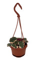 Variegated Strawberry Begonia Plant - 4" Mini Hanging Basket - Collector's