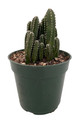 Fairy Castle Cactus - Cereus - Houseplant/Terrarium/Fairy Garden - 4" Pot