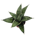 Silver Star Birdsnest Snake Plant - Sanseveria - 2.5" Pot