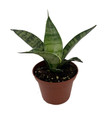 Silver Star Birdsnest Snake Plant - Sanseveria - 2.5" Pot