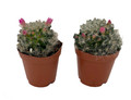 Powder Puff Pincushion Cactus - Mammillaria bacosana - 2 Pack in 2" Pots