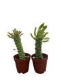 Indian Spurge Tree - Euphorbia nerifolia - 2 pack 2" pots