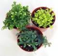 3 Club Moss Plants - Selaginella -  Terrariums, Fairy Gardens - 2" Pots