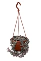 Pearl Moon Rosary Vine - Ceropegia woodii - String of Hearts- 6" Hanging Basket