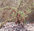 Thyme Leaf Cotoneaster thymifolia - 2.5" Pot - Bonsai/Fairy Garden