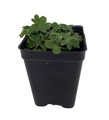 Dwarf Lady's Mantle Perennial - Alchemilla - 2.5" Pot - Fairy Garden