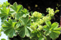 Dwarf Lady's Mantle Perennial - Alchemilla - 2.5" Pot - Fairy Garden