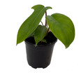 Florida Green Philodendron - Collector's Series - 4" Pot