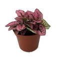 Rose Splash Polka Dot Plant - Hypoestes - 2.5" Pot - Colorful House Plant