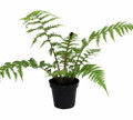 Australian Tree Fern - Cyathea cooperi - Exotic - 6" Pot