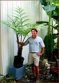 Australian Tree Fern - Cyathea cooperi - Exotic - 6" Pot
