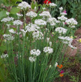 Garlic Chives - Chinese Leeks - Hardy Perennial - 4" Pot