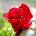 Climbing Don Juan Rose - 4" Pot - The Most Romantic Rose in the World