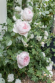 Earth Angel™ Floribunda Rose - Soft Pink Blooms - 4" Pot
