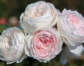 Earth Angel™ Floribunda Rose - Soft Pink Blooms - 4" Pot