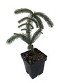 Weeping White Spruce Tree - Picea glauca Pendula - 5.5" Pot