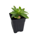 Campfire Jade Plant - Crassula - 2" Pot