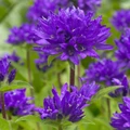 Superba Bellflower Perennial - Campanula glomerata Superba - Quart Pot