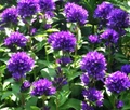Superba Bellflower Perennial - Campanula glomerata Superba - Quart Pot