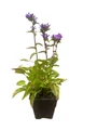 Superba Bellflower Perennial - Campanula glomerata Superba - Quart Pot