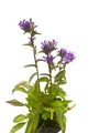 Superba Bellflower Perennial - Campanula glomerata Superba - Quart Pot