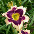 Star of the North Daylily - Hemerocallis - Rebloomer - Gallon Pot