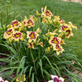 Star of the North Daylily - Hemerocallis - Rebloomer - Gallon Pot