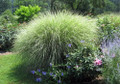 Morning Light Maiden Grass Perennial - Gallon Pot - Miscanthus