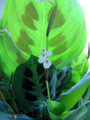 Green Prayer Plant - Maranta - 6" Pot