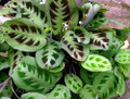 Green Prayer Plant - Maranta - 6" Pot