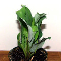 Green Prayer Plant - Maranta - 6" Pot
