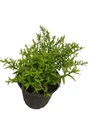 Aster Kickin Carmine Red Fall Blooming Perennial - Hardy - Gallon Pot