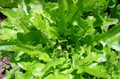 Royal Oak Leaf Salad Lettuce - 3" Pot - Live Plant
