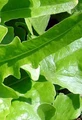 Royal Oak Leaf Salad Lettuce - 3" Pot - Live Plant