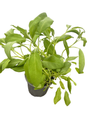 Garden Sage - Kitchen Sage - Salvia officinalis - 4.33" Pot
