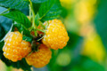 Fall Gold Everbearing Raspberry Plant - 3.25" Pot