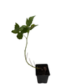 Fall Gold Everbearing Raspberry Plant - 3.25" Pot