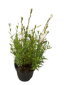 Gaura Belleza™ White Whirling Butterflies Perennial - Gallon Pot