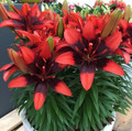 Lily Looks™ Tiny Ink Dwarf Asiatic Lily - Quart Pot