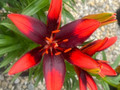 Lily Looks™ Tiny Ink Dwarf Asiatic Lily - Quart Pot