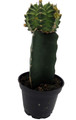 Green Grafted Moon Cactus - Live Plant - 2.5" Pot
