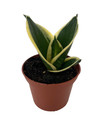 Black Star Birdsnest Snake Plant - Sansevieria - 2.5" Pot