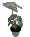 Ivory Coast African Mask Plant - Elephant Ear - Alocasia - Indoors/Out - 4" Pot