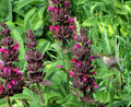 Hummingbird Sage Herb - Salvia spathacea - 3" Pot