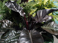 Rare Black Cardinal Philodendron 2.5" Pot - Collector's Series