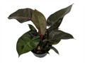 Rare Black Cardinal Philodendron 2.5" Pot - Collector's Series